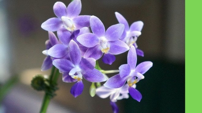 花呗额度怎么提升？
