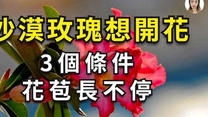花呗这几天怎么了