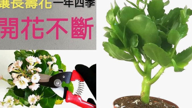 携程花卡提现攻略