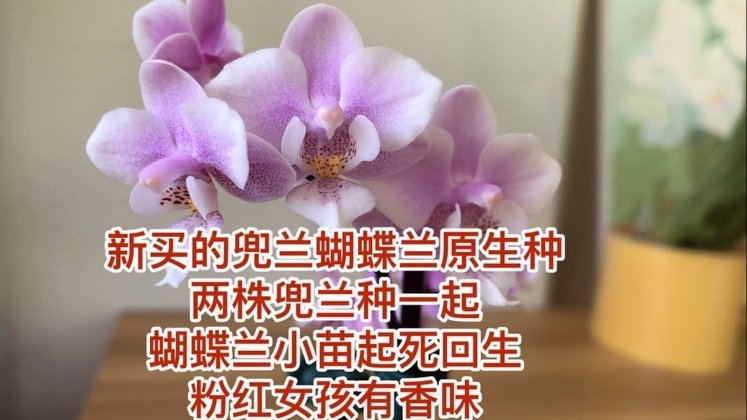 海鸥花呗平台 怎么还款