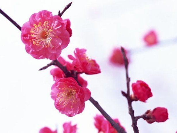 套花呗安全吗？风险全解析