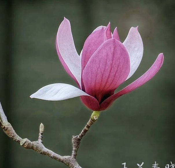 套花呗安全吗