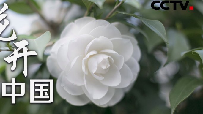 套花呗安全吗可靠吗