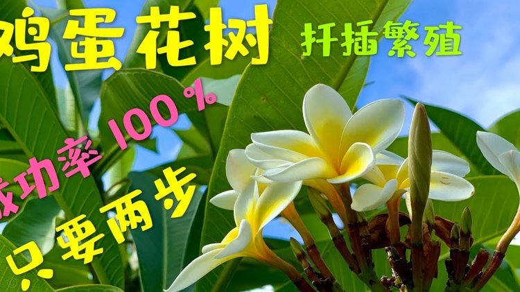 携程拿去花提现有什么技巧？