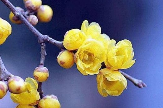 携程上拿去花怎么注销